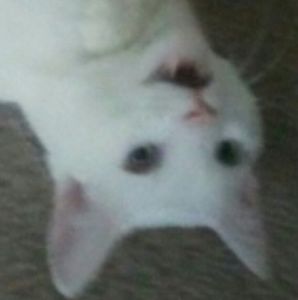 Meet your Posher, Young